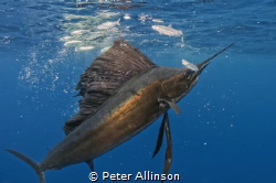Sailfish run about 30-40 miles off the coast of Isla de M... by Peter Allinson 
